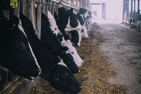 WSU researchers look to quantify dairy cow health and wellbeing | WSU ...