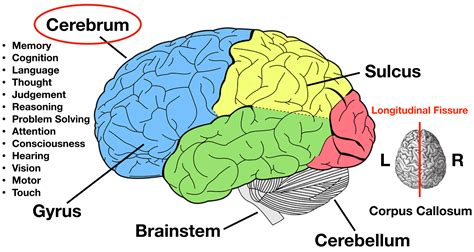 Lobes of the Brain: Cerebral Cortex Anatomy, Function, Labeled Diagram ...