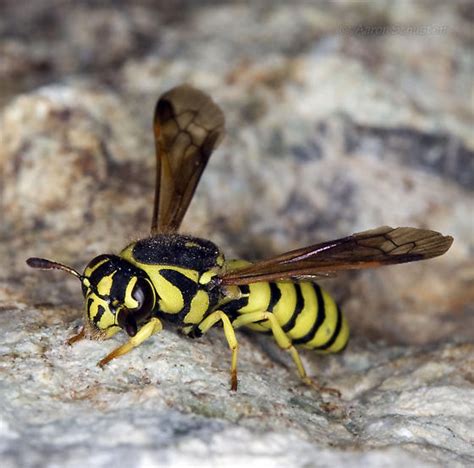 Pollen Wasp from Pinnacles - Pseudomasaris edwardsii - BugGuide.Net