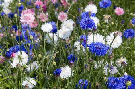 Bachelor's Button Flowers - Cornflowers