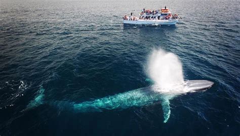 Blue Whale Migration Spring/Summer 2023 - $20 Cruise Special