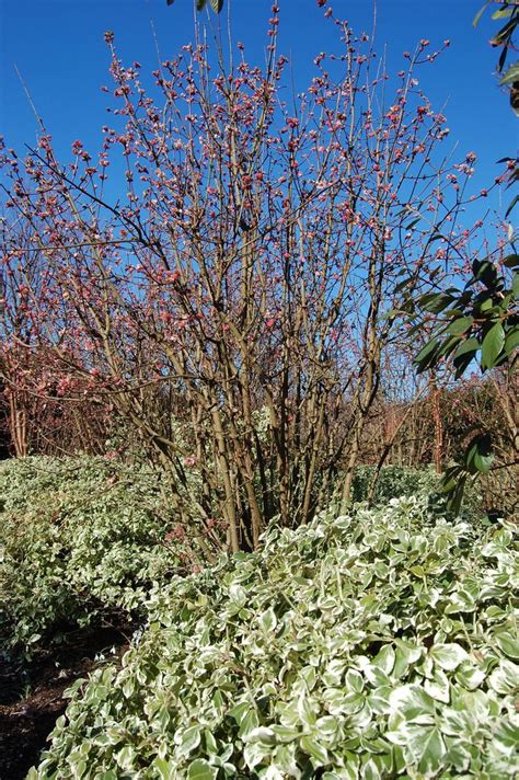 Viburnum x bodnantense 'Dawn' | Viburnum, Winter garden, Beautiful flowers