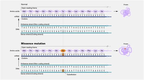 Missense Mutation