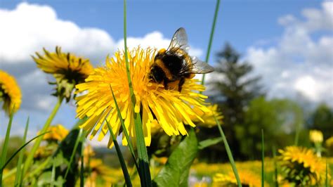 Bumblebee Insect Wallpapers - Wallpaper Cave