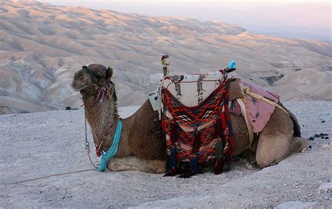 File:Camel in desert.JPG - Wikipedia