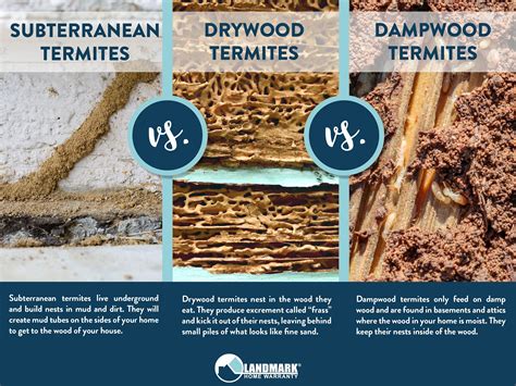 Dry wood, damp wood, and subterranean termites are all different and ...