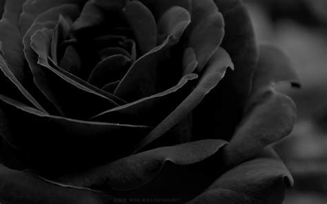 Black Rose Wallpapers - Top Free Black Rose Backgrounds - WallpaperAccess