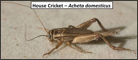 Uninvited Guests – Crickets | Extension Entomology