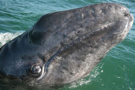 Grijze walvis Baja California, State Parks, Whale Migration, Whale ...