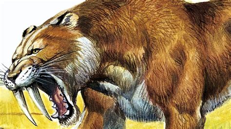 Reason behind sabre toothed tiger ice age extinction revealed - World ...