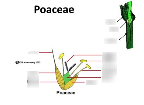 Poaceae morphology Diagram | Quizlet