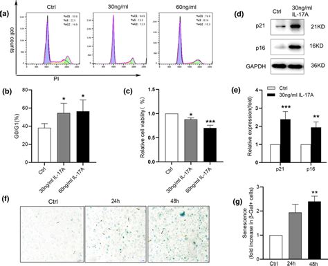 IL-17A can promote HUVEC senescence. a The proportion of HUVECs ...