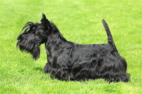 Scottish Terrier Breed Info | Best Food, Training, Grooming | Bil-Jac