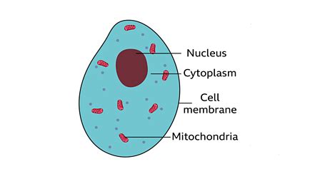 Simple Animal Cell Structure