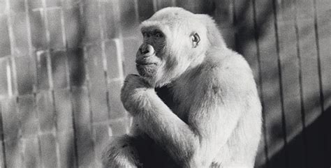 Snowflake: The White Gorilla | Snowflake's Legacy | Nature | PBS