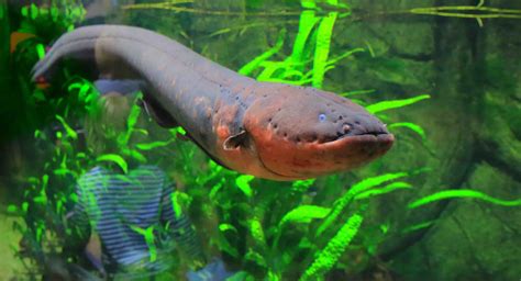 30 Electric Eel Facts You Have To Know - Facts.net