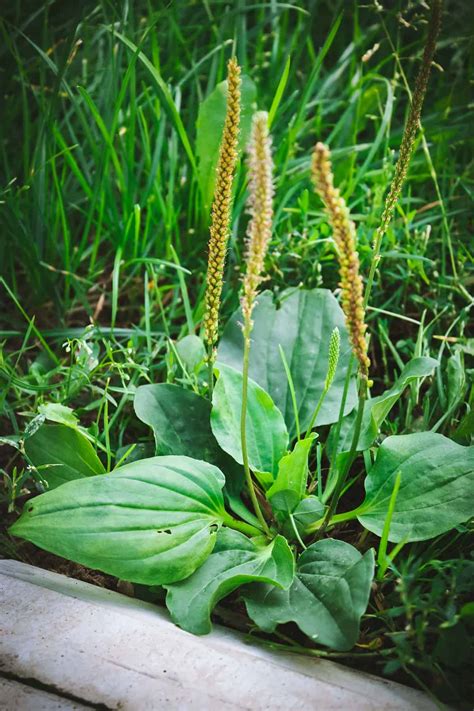 Narrow Leaf Plantain Weed