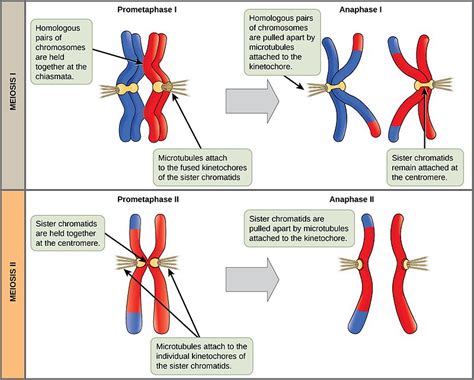 Difference Between Metaphase 1 and 2 | Compare the Difference Between ...