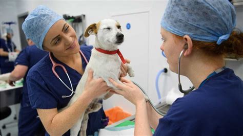 Técnico em Veterinária