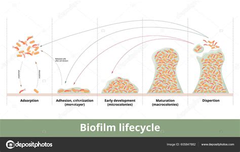 Biofilm Formation Process Biofilm Formation Mechanics Its Development ...