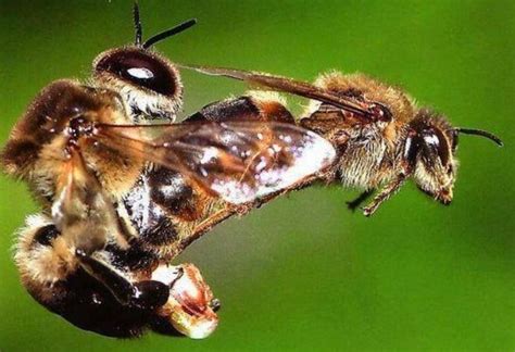 Que agradable Moretón picar que hace la abeja reina becerro ...