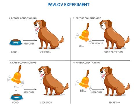 Pavlov's experiment on the dog, conditional mechanisms 21669887 Vector ...