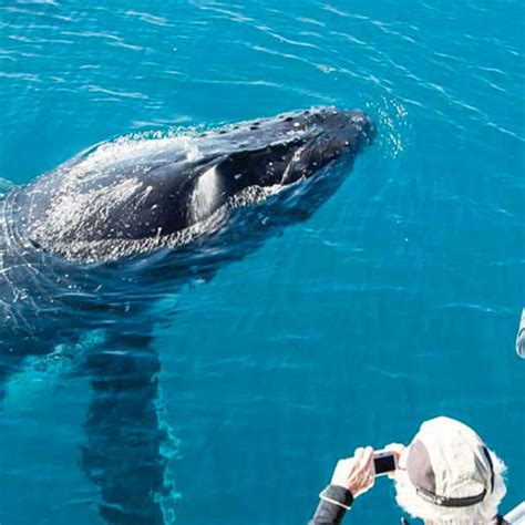 Whale watching | Brilliant Travels