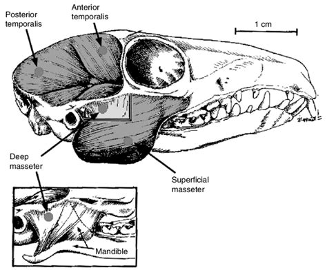 Lateral view of a Tree shrew skull and jaw muscles. The dots depict the ...