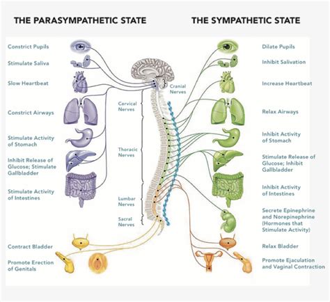 What Is Parasympathetic Nervous System