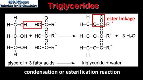 Triacylglycerol Ester Bond