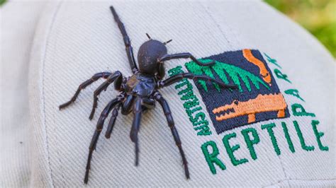 Largest male specimen of world's most venomous spider found in ...