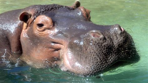 Hippopotamus - Honolulu Zoo Society