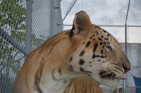 UPDATE: Big Cat Habitat clears tigon to be viewed by public | Your Observer