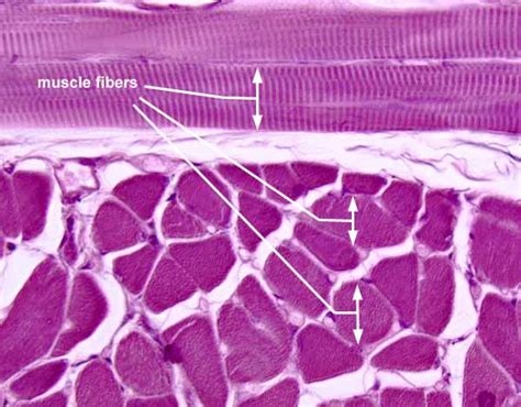 Skeletal Muscle Tissue Slide