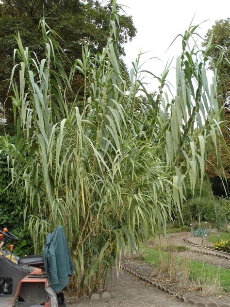 Arundo donax, giant cane, is a tall perennial cane, one of several so ...