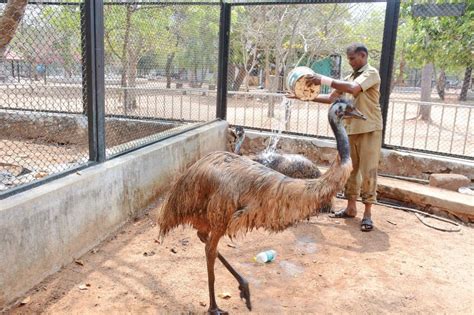 Chennai: Guindy National Park makes efforts to protect animals from summer