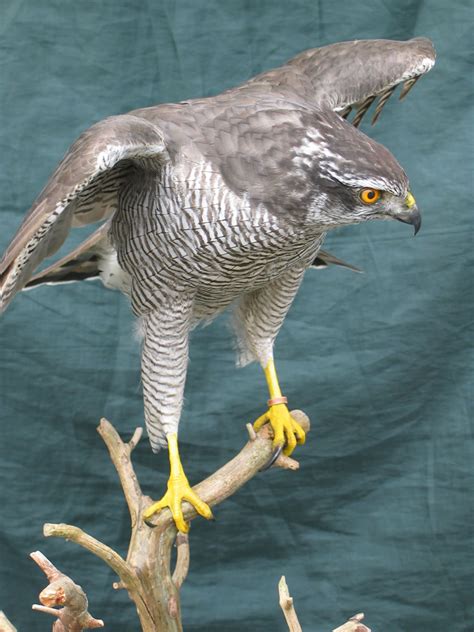 Goshawk - Updraft - UK Bird Small Mammal Taxidermist Mike Gadd