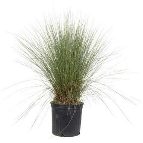 Pink Muhly Grass (2.5 Gallon) Tall Ornamental Perennial with Airy Plume ...