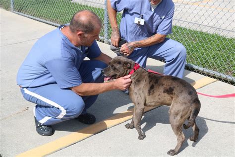 Inmates teaching obedience to shelter dogs in Marion County - Ocala ...