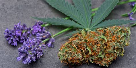 Linalool Terpene: What are its Effects? | Remedy Columbia, MD