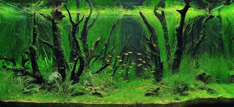 The World’s Best Aquariums | Nature aquarium, Aquarium landscape ...