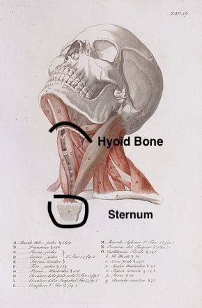 Muscle + Bone - The hyoid bone is a free floating bone in...