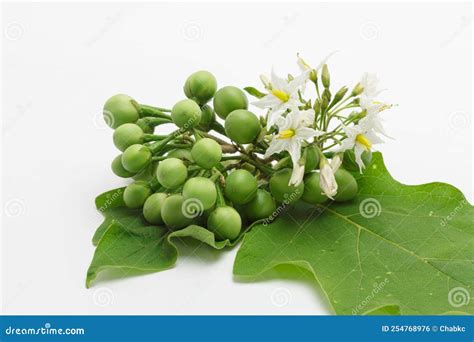 Solanum Torvum with Flower and Green Leaf . Stock Photo - Image of bush ...