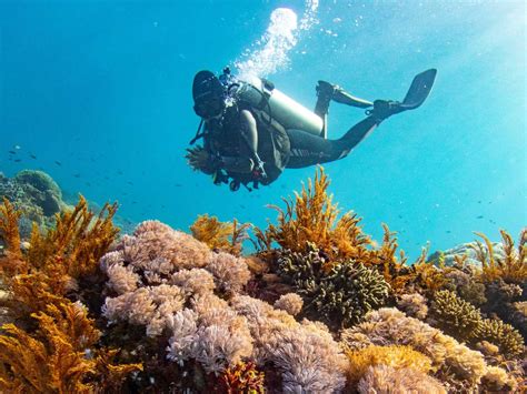 Old Marine Conservation Lembongan, Bali | Ceningan Divers | GoEco