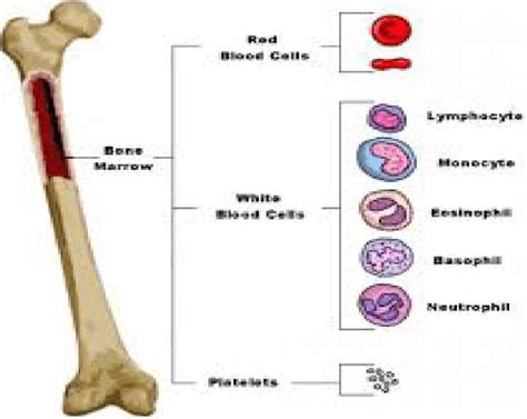 Fig.! Production of blood cells. | Download Scientific Diagram