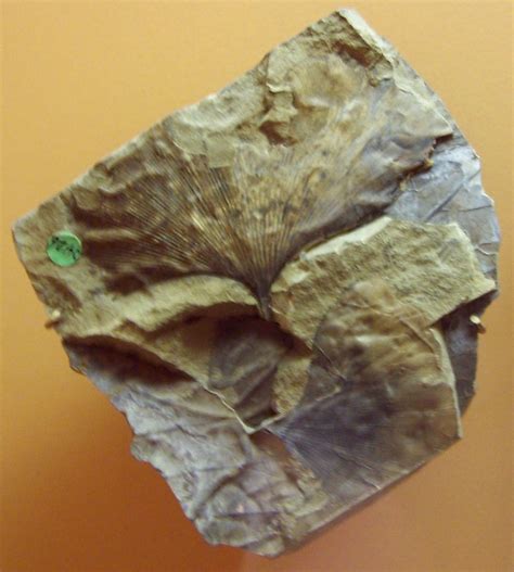 Louisville Fossils and Beyond: Ginkgo biloba Fossil