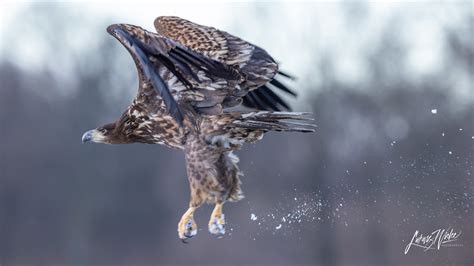 Flying | White-tailed Eagle (y) in Flight. Poland. | Lukasz Wielec | Flickr