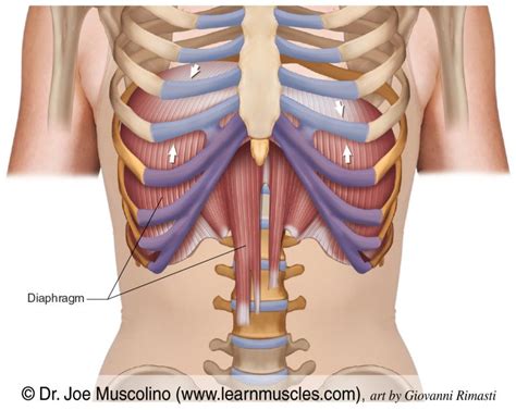 Diaphragm - Learn Muscles