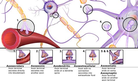 Important Elements of Brain Synapses