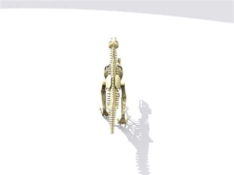 Skeleton Dino Skelet 3d Max